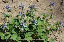 Corydalis flexuosa 'Blue Panda'