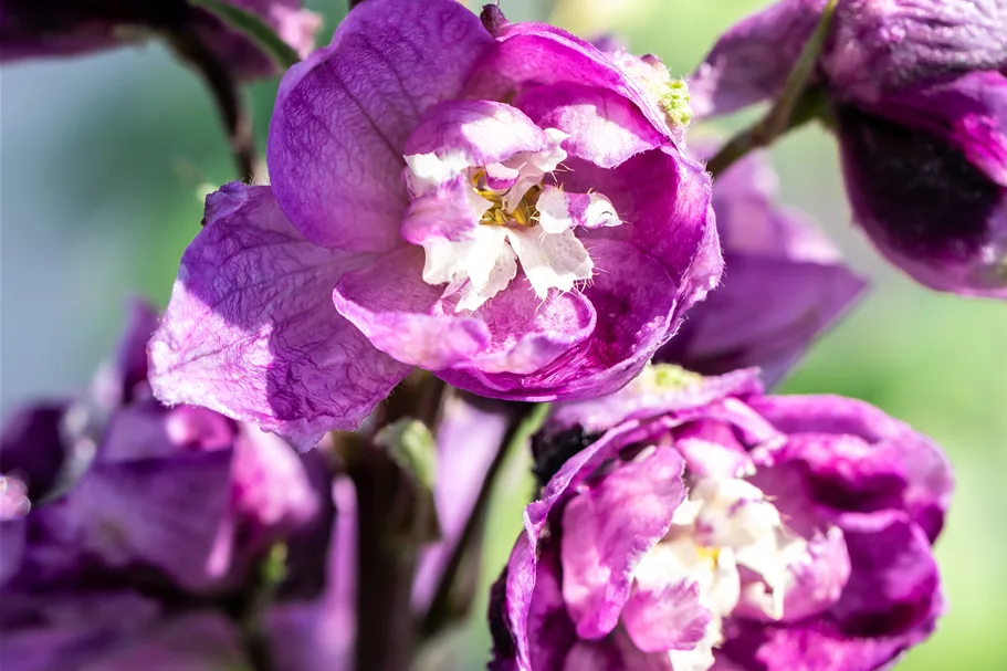 Delphinium pacific 'Astolat'