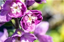 Delphinium pacific 'Astolat'
