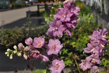 Delphinium pacific 'Astolat'