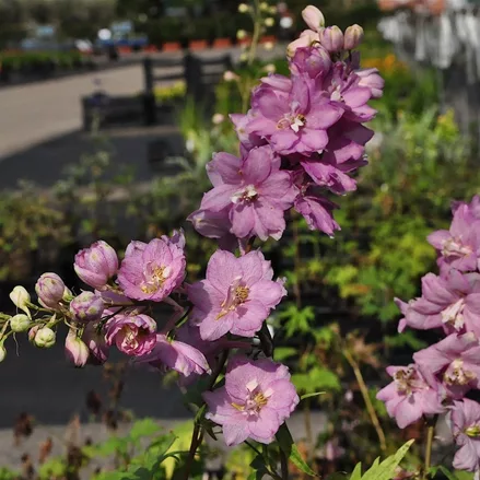 Delphinium pacific 'Astolat'