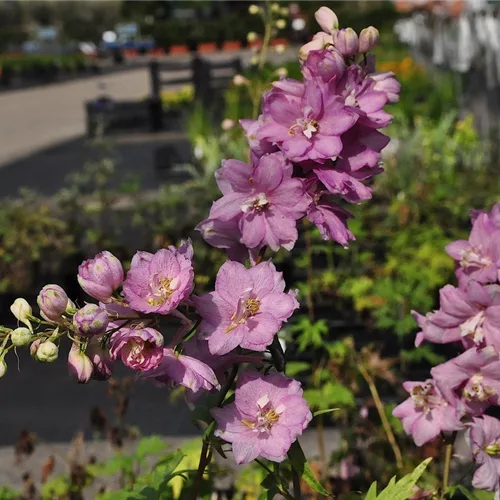 Delphinium pacific 'Astolat'