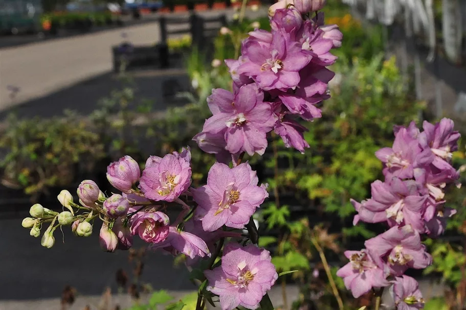 Delphinium pacific 'Astolat'