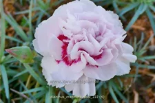 Dianthus plumarius 'Cranmere Pool'