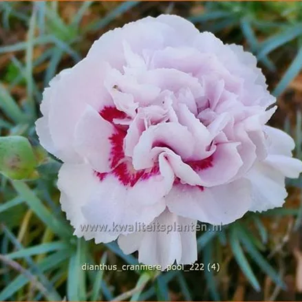 Dianthus plumarius 'Cranmere Pool'