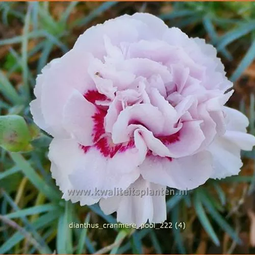 Dianthus plumarius 'Cranmere Pool'