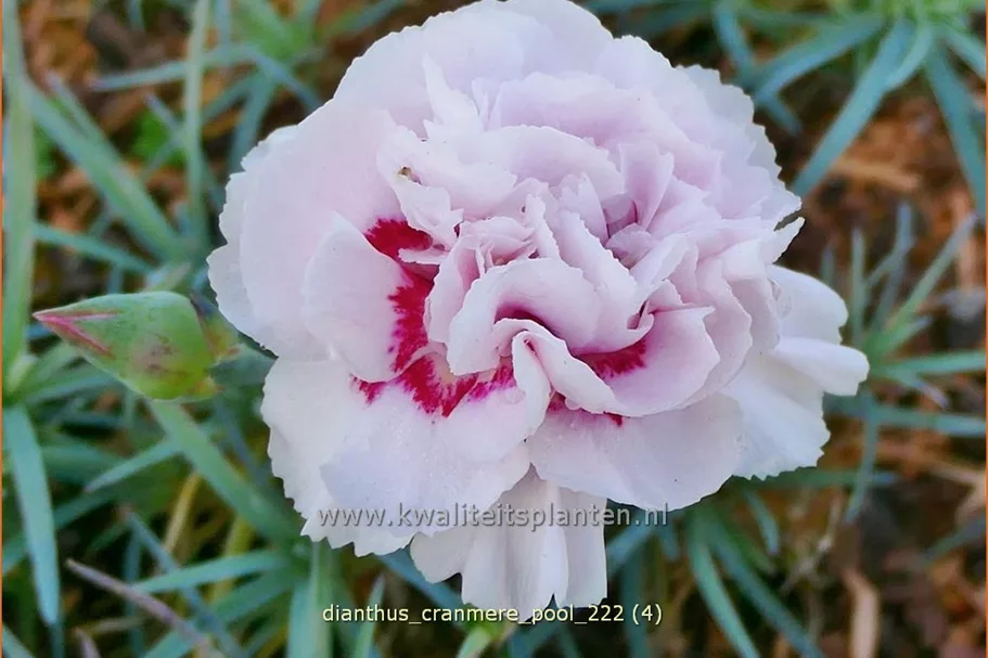 Dianthus plumarius 'Cranmere Pool'