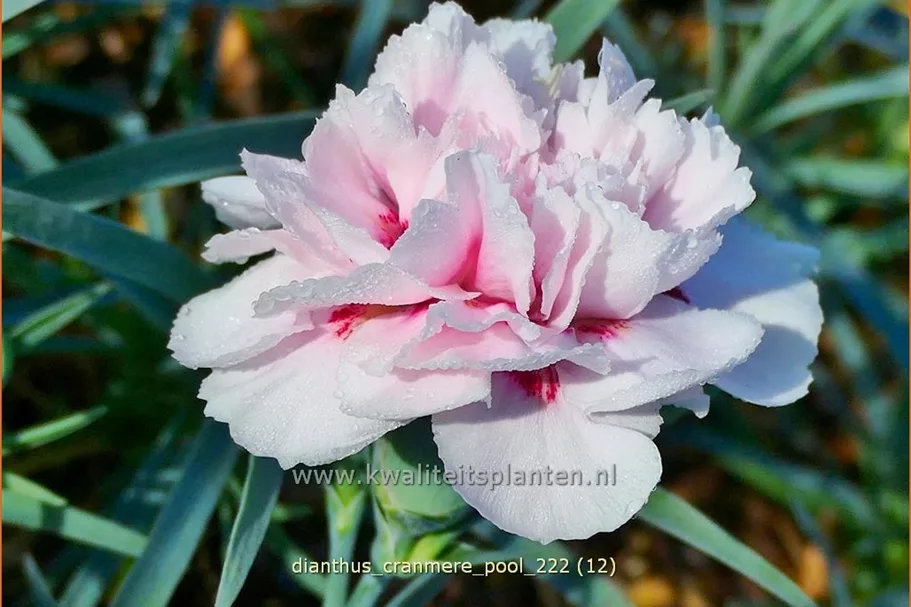 Dianthus plumarius 'Cranmere Pool'