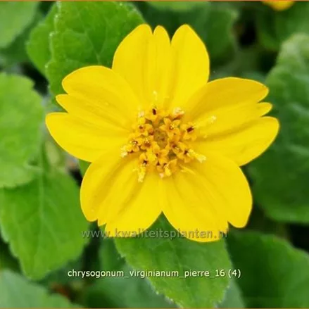 Chrysogonum virginianum 'Pierre'