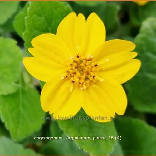 Chrysogonum virginianum 'Pierre'