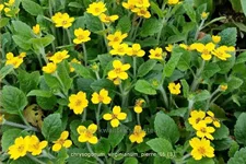 Chrysogonum virginianum 'Pierre'