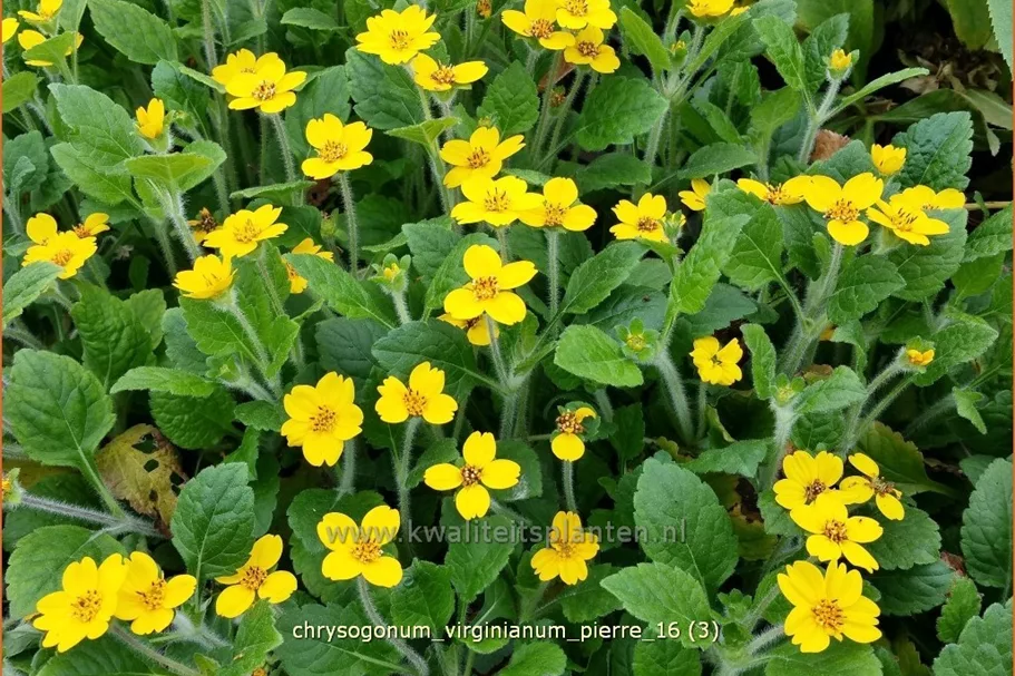 Chrysogonum virginianum 'Pierre'