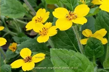 Chrysogonum virginianum 'Pierre'