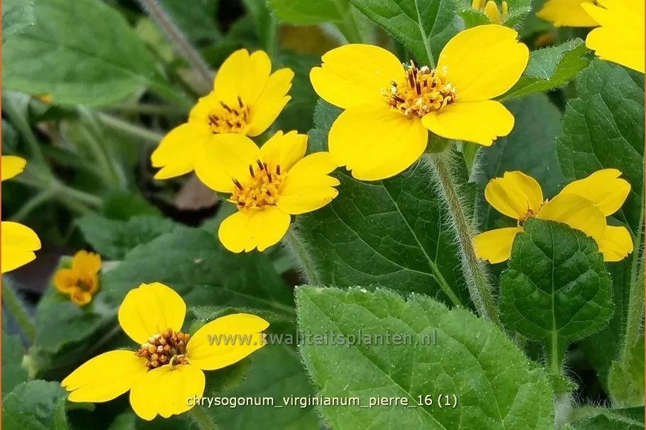 Chrysogonum virginianum 'Pierre'