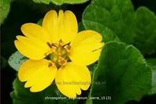 Chrysogonum virginianum 'Pierre'