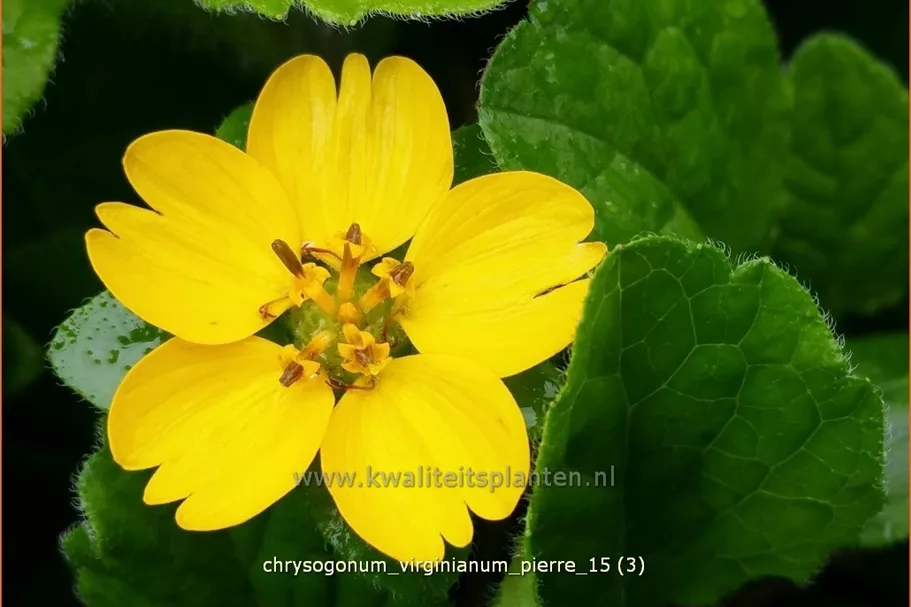 Chrysogonum virginianum 'Pierre'