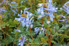 Corydalis flexuosa 'Purple Leaf'