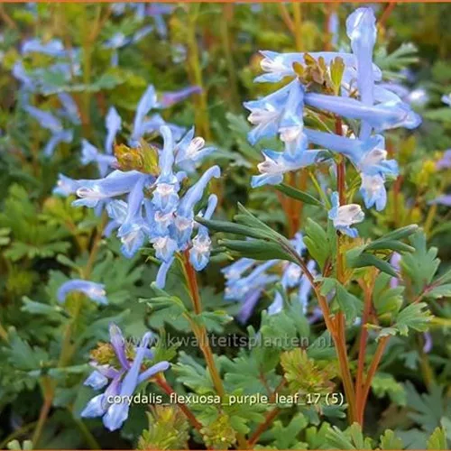 Corydalis flexuosa 'Purple Leaf'