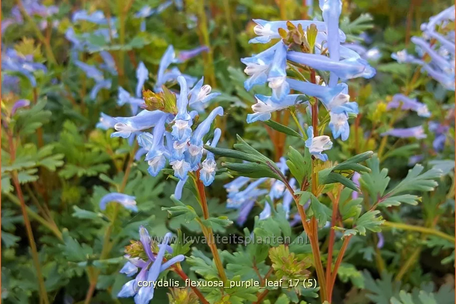 Corydalis flexuosa 'Purple Leaf'