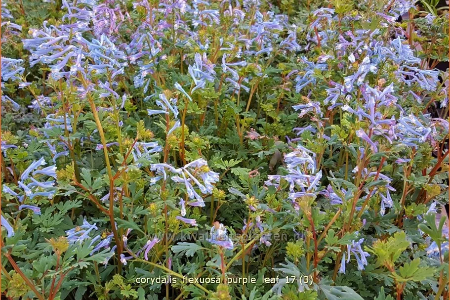 Corydalis flexuosa 'Purple Leaf'