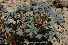 Corydalis flexuosa 'Purple Leaf'