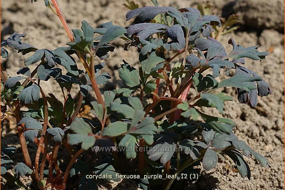 Corydalis flexuosa 'Purple Leaf'