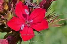 Dianthus cruentus