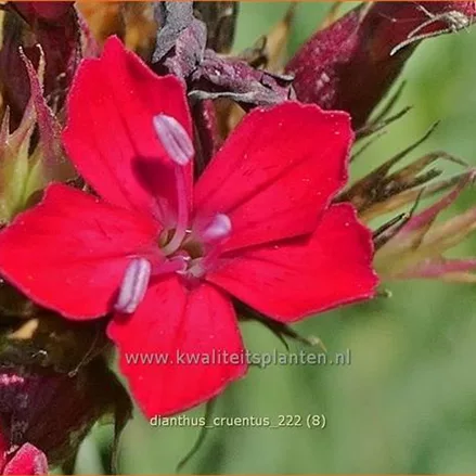 Dianthus cruentus