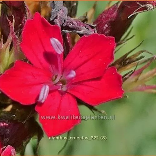Dianthus cruentus