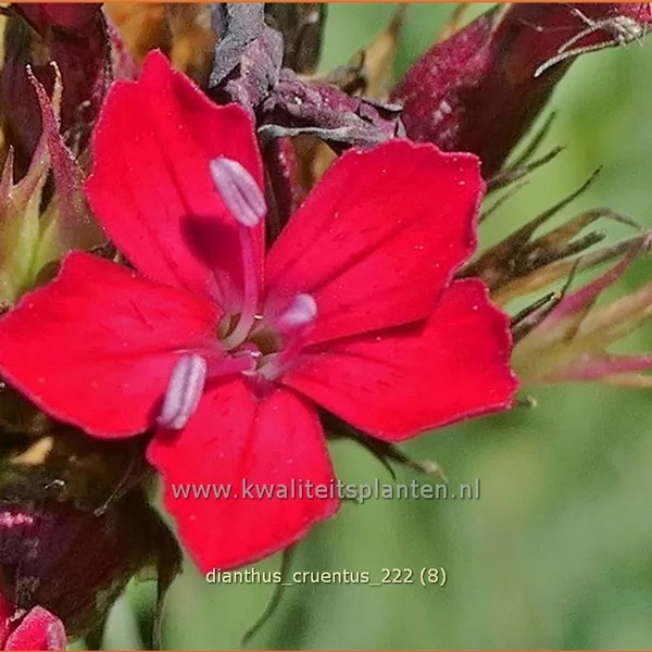Dianthus cruentus
