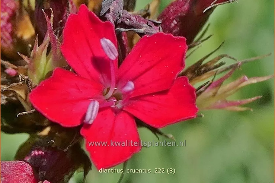 Dianthus cruentus