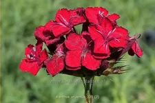 Dianthus cruentus