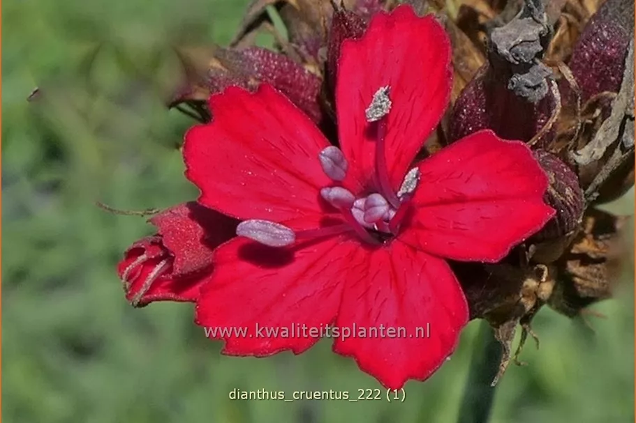 Dianthus cruentus