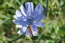 Cichorium intybus