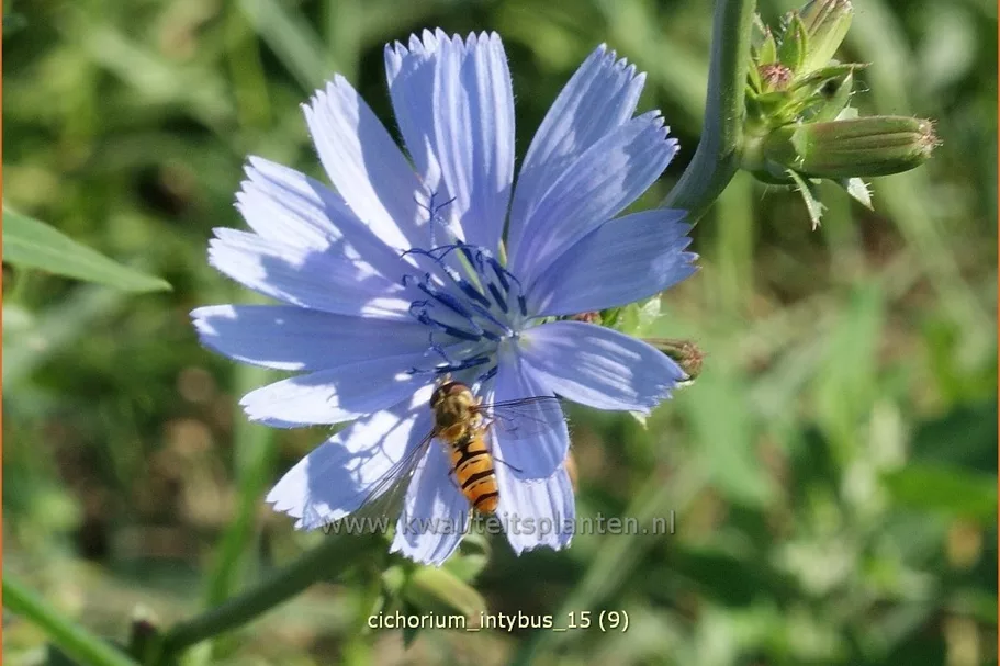 Cichorium intybus