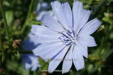 Cichorium intybus