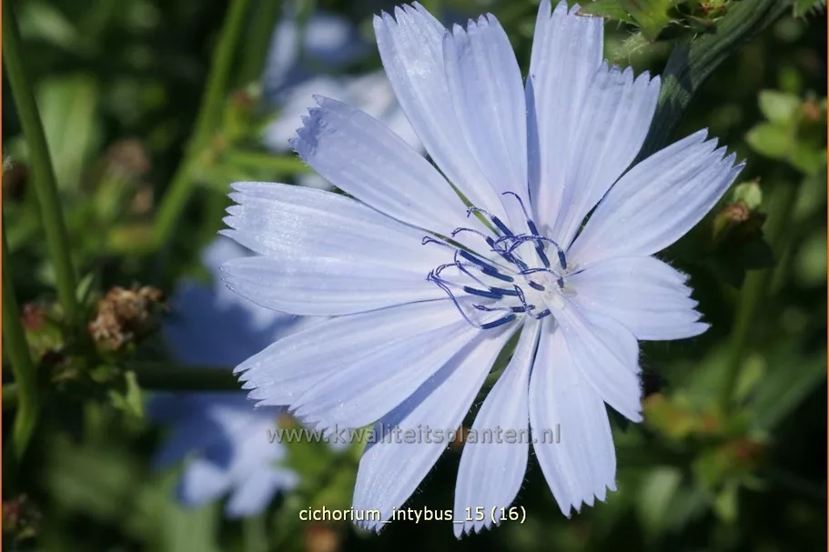 Cichorium intybus