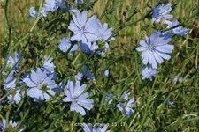 Cichorium intybus