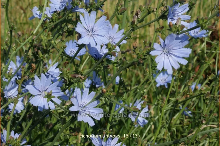 Cichorium intybus