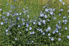 Cichorium intybus