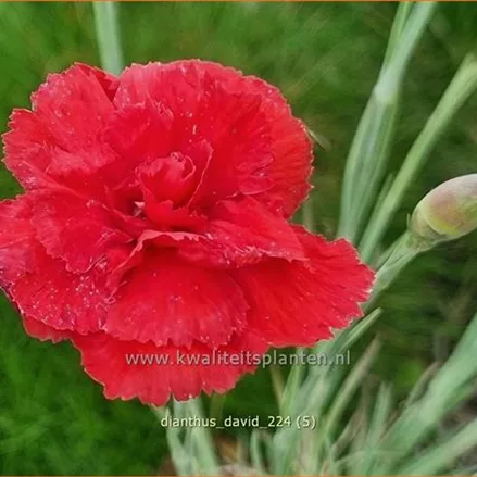 Dianthus plumarius 'David'