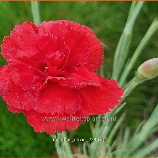 Dianthus plumarius 'David'