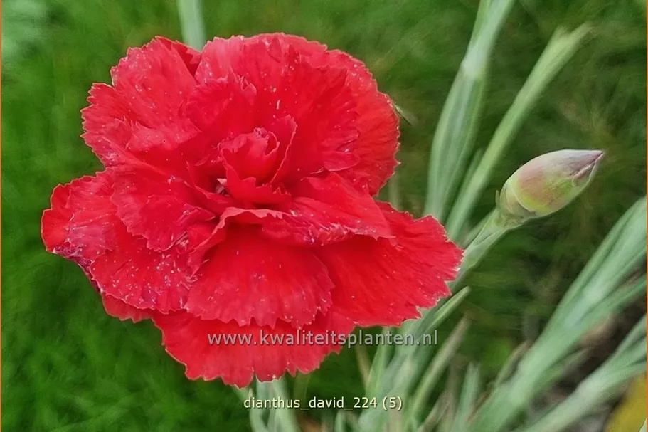 Dianthus plumarius 'David'