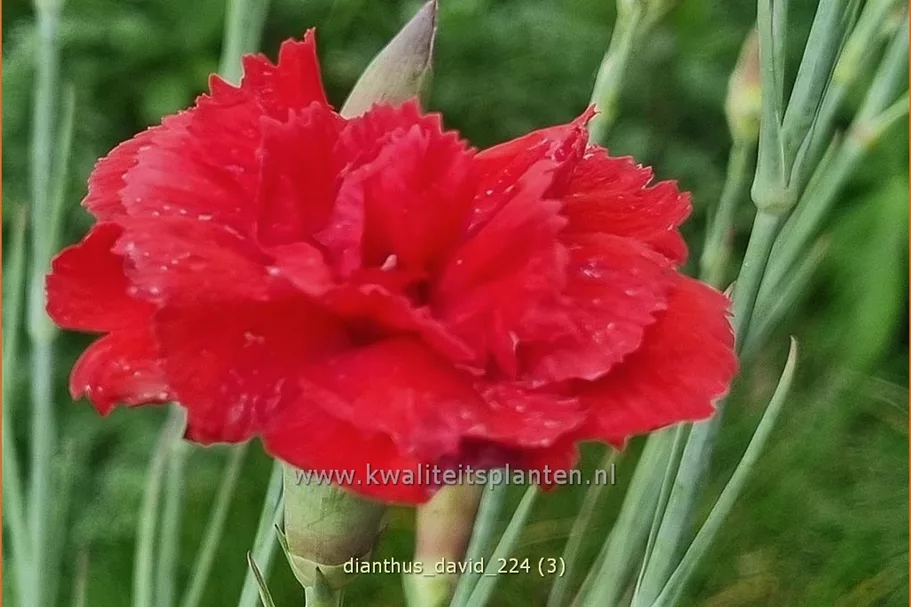Dianthus plumarius 'David'