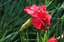 Dianthus plumarius 'David'