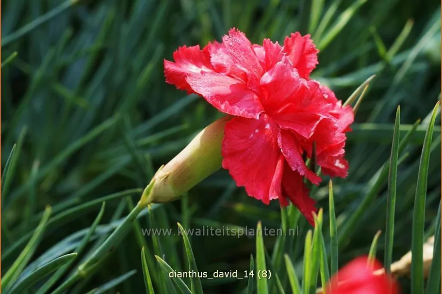 Dianthus plumarius 'David'