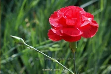 Dianthus plumarius 'David'