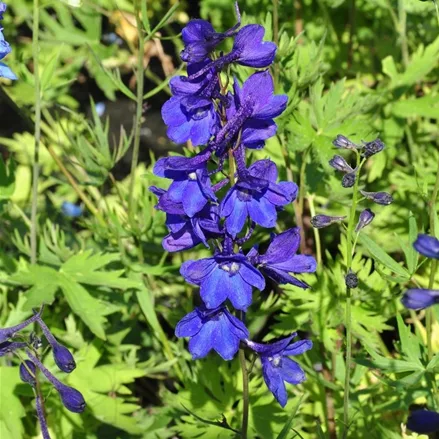 Delphinium belladonna 'Bellamosum'