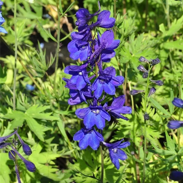Delphinium belladonna 'Bellamosum'