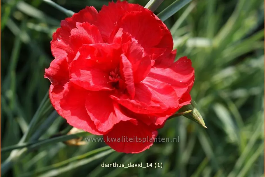 Dianthus plumarius 'David'
